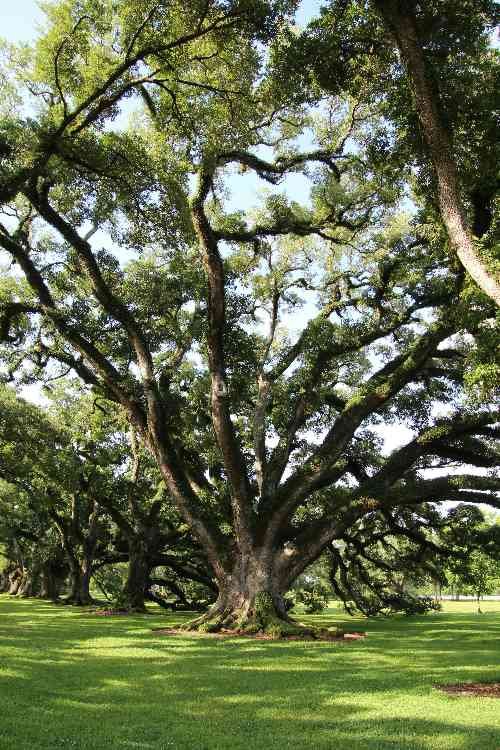 Arbre végétalisation